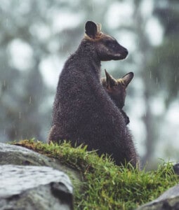 Wallaby with young