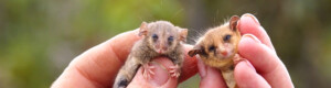 PYGMY POSSUM IMAGE CREDIT- Kangaroo Island Land for Wildlife
