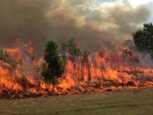 Gamba grass bushfire