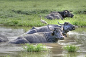 Feral buffalo produce high amounts of methane