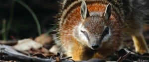 Numbat - photo by R.B. Mclean