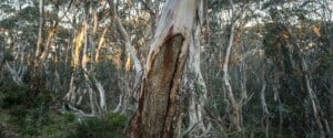 An Aboriginal scarred tree in Kosciuszko National Park which shows where Indigenous people took bark.