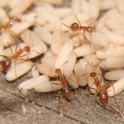 Introducing the Bug Hunt! - Invasive Species Council