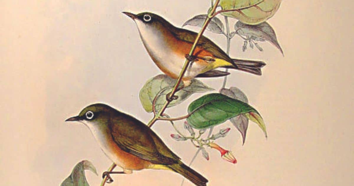 Facebook: White-chested white-eye. Illustration by John Gould