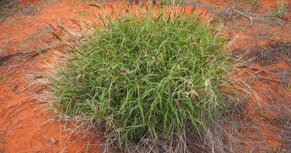Red Rice Invasive New study highlights invasive species threat to Indigenous culture