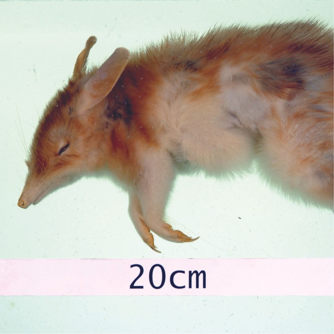 Square Desert bandicoot Photo David Staples (© Museums Victoria)
