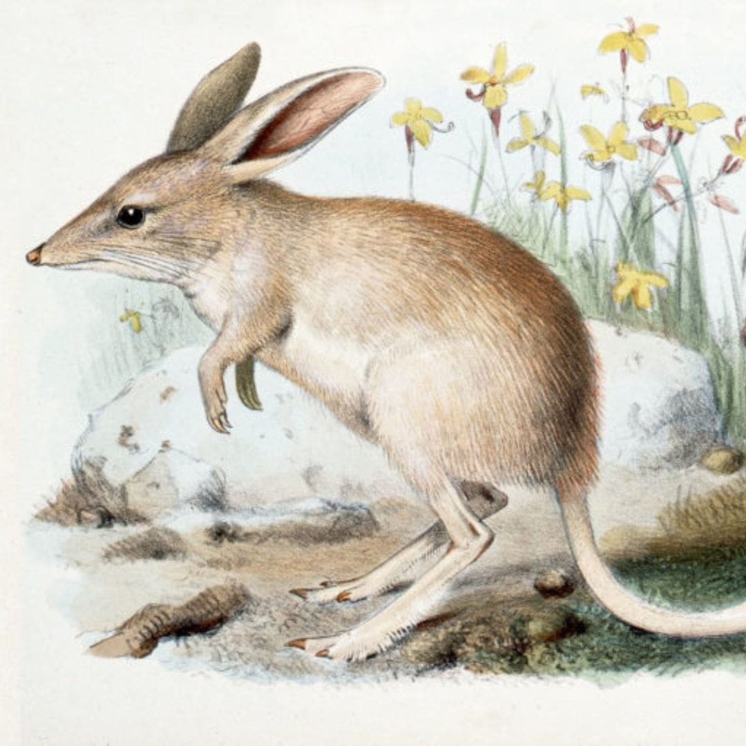 Illustration of a Lesser Bilby in Oldfield Thomas’ Catalogue of the Monotremes and Marsupials in the British Museum (Natural History)