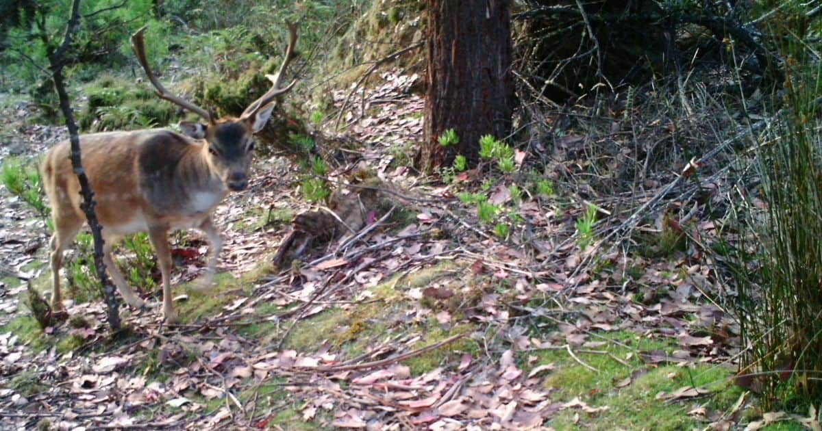 Fact Sheet Feral Deer in Tasmania