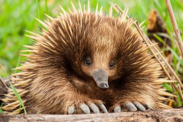 Echidna