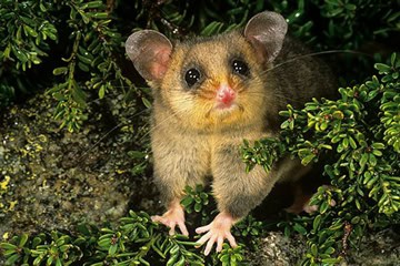 Mountain Pygmy Possum