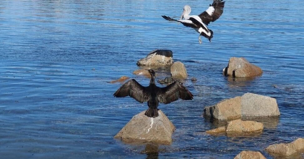 Give Australian wildlife a fighting chance against bird flu