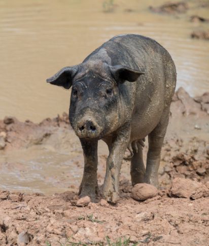 Mobile - Feral Pig Banner