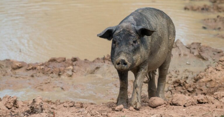 Social Banner - Feral Pig Tasmania