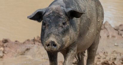 Mobile - Feral Pig Banner