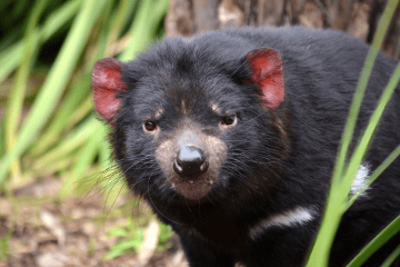 Tassie Devil Xmas 24