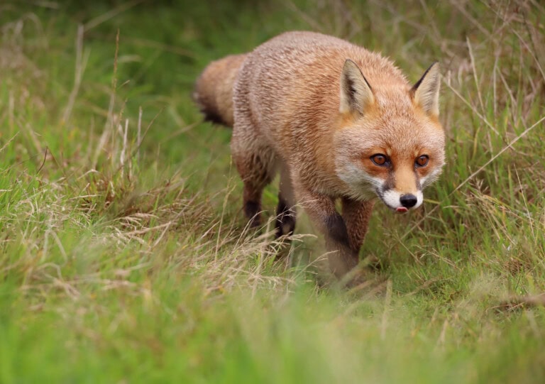 Invasive species red fox Charlie Marshall