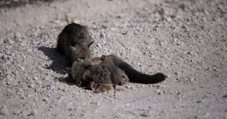 cropped-MR-Twitter-1024x512-16