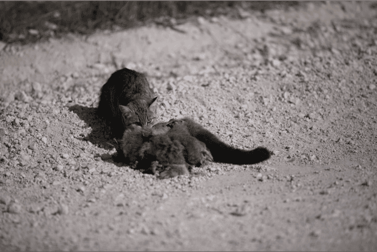 cat with possum (2)