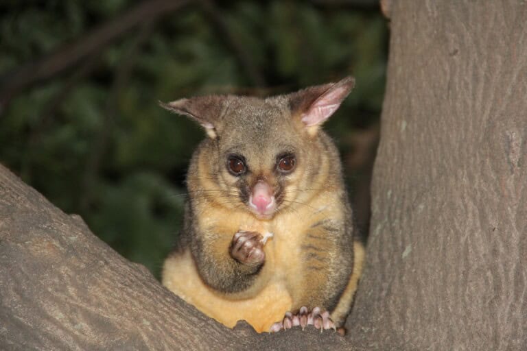 Brushtail Possum animal-cute-wildlife-wild-young-macro-1339767-pxhere