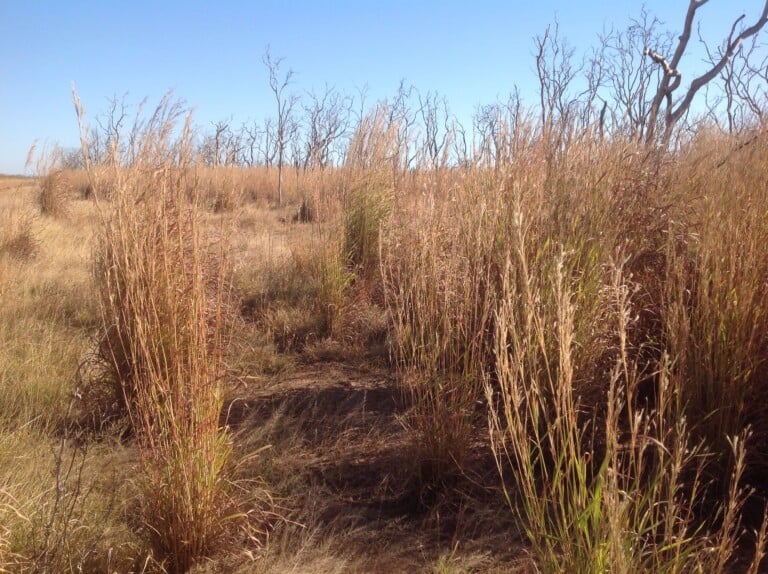 Gamba_grass,_Northern_Territory,_Australia_2014-08-09_10-46