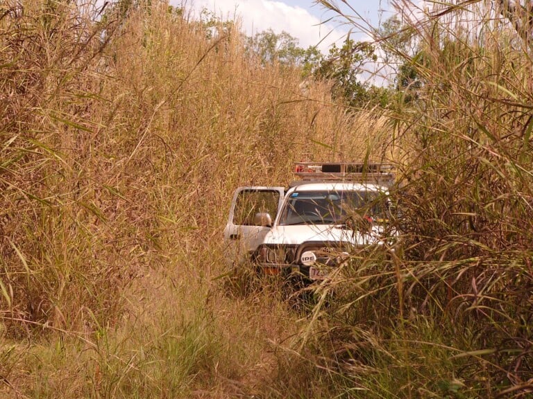 Ute in gamba grass