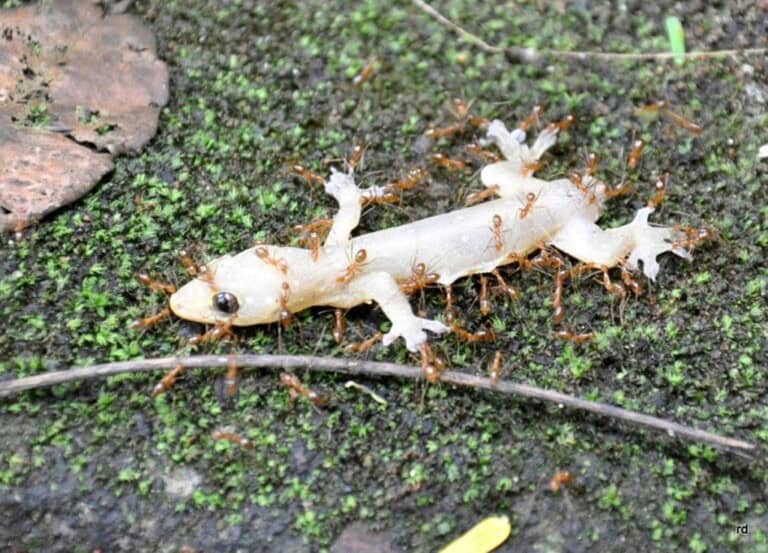 YellowCrazyAnt-Gecko_Dinakarr-4May11 (1) (1)