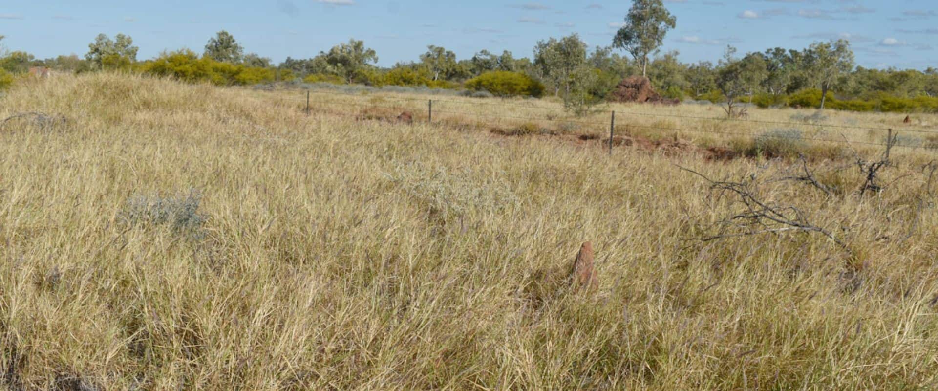 Buffel Grass - Russell Cumming