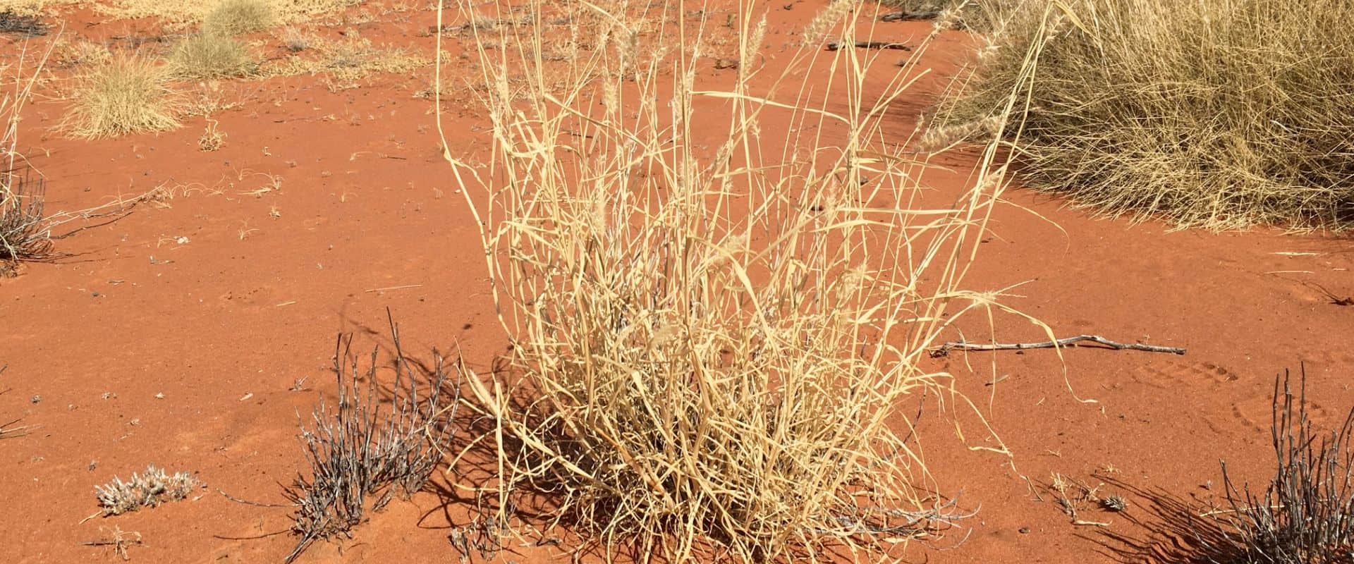 Buffel Grass - Richard Alcorn