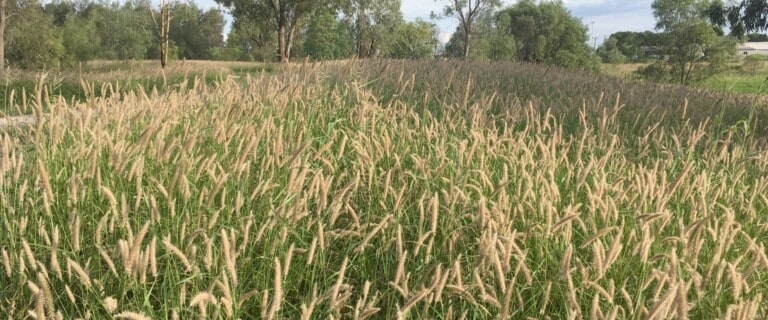 Buffel Grass - Stephen Csurhes
