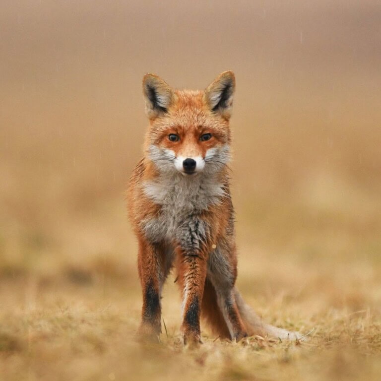 Fox-Feral-Animals-1