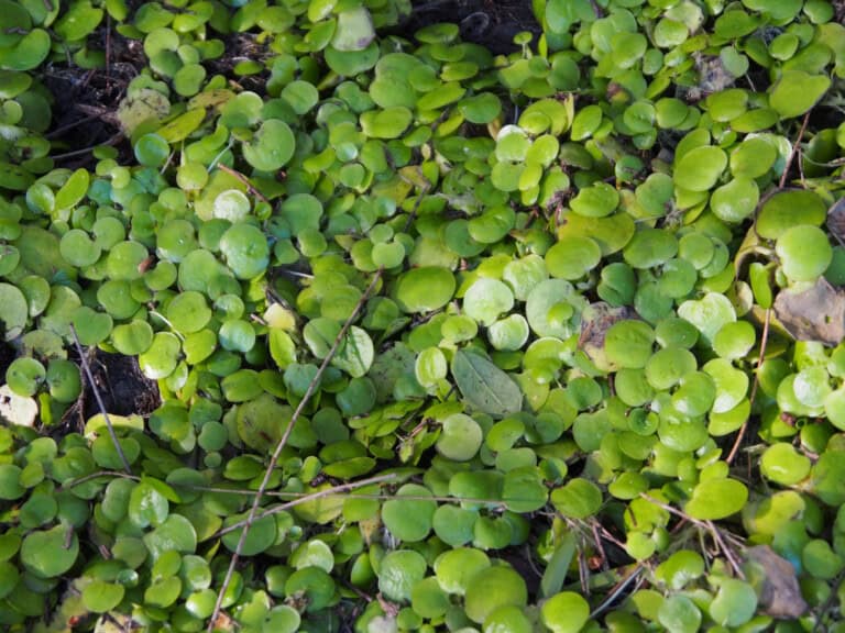 Photo 2 frogbit