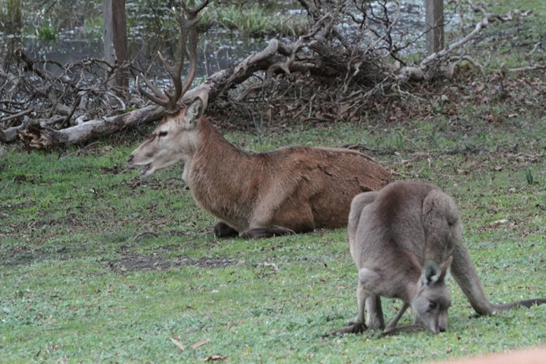 Feral red deer in the Grampians 6 2015 - Steve Morvell