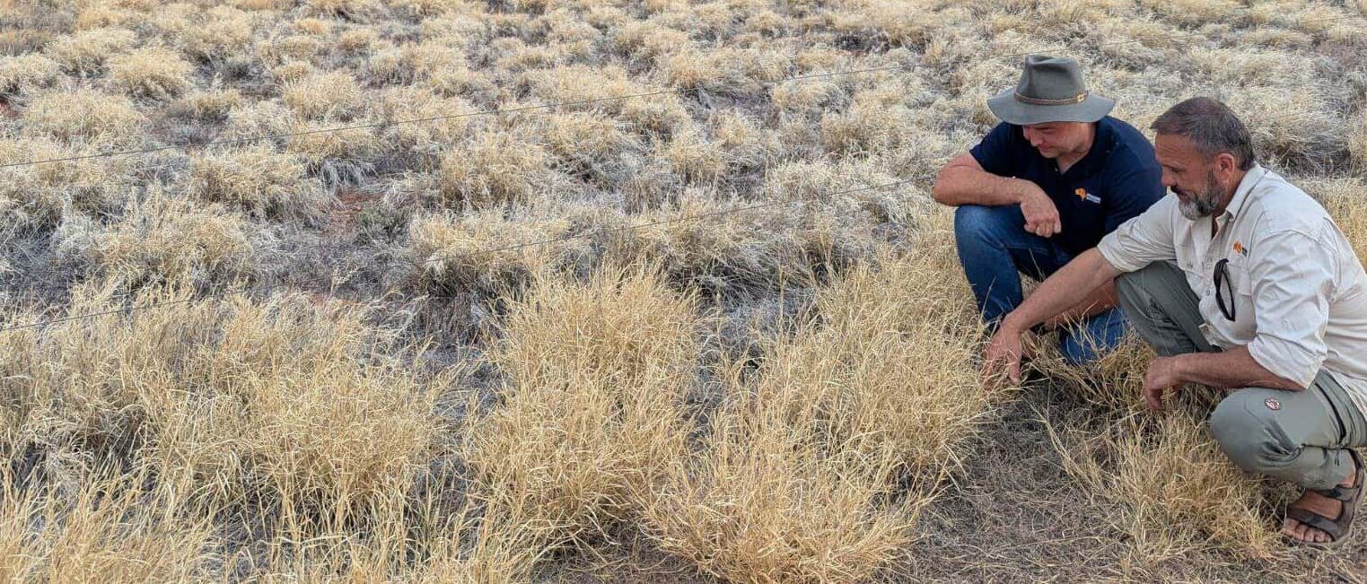 Traditional Owners bring buffel grass crisis to Canberra