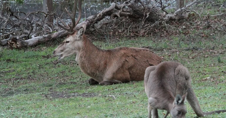 cropped-cropped-Feral-red-deer-in-the-Grampians-6-2015-Steve-Morvell
