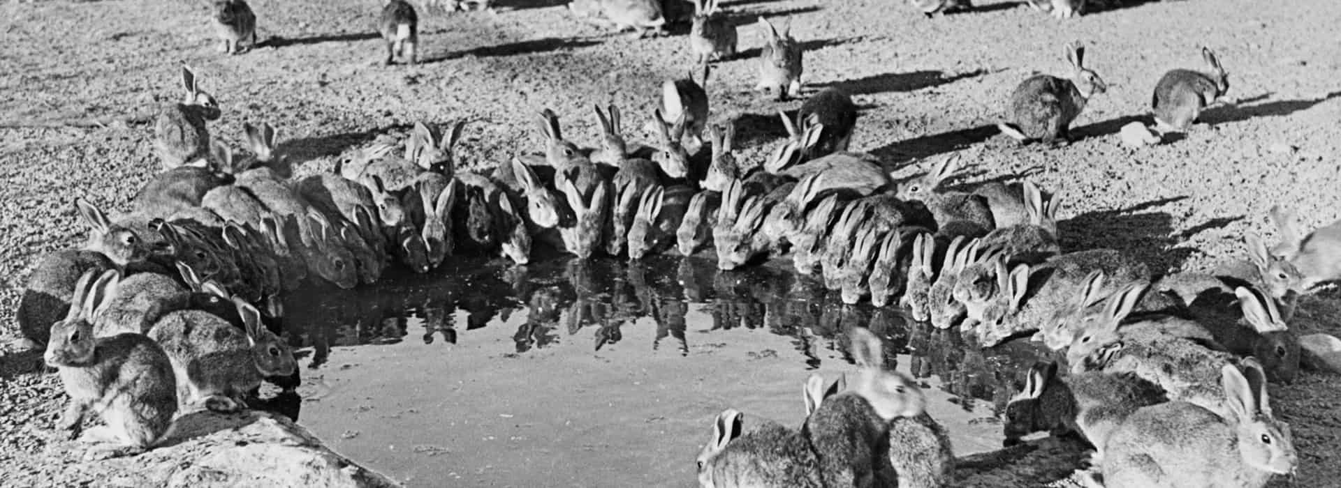 Rabbits around a waterhole during myxomatosis trials at Wardang Island, South Australia - National Archives of Australia A1200, L44186