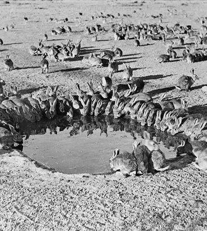 Rabbits around a waterhole during myxomatosis trials at Wardang Island, South Australia - National Archives of Australia A1200, L44186