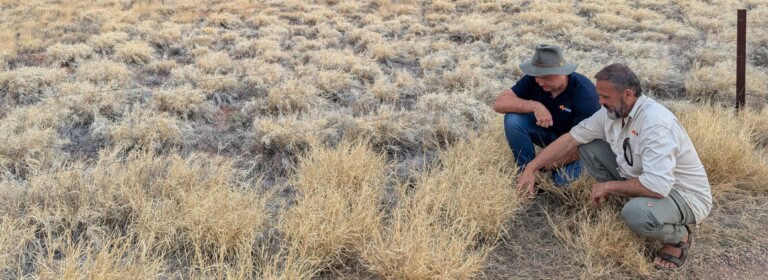 2026 - Tasmania - Deer Image (1)