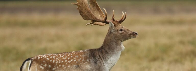 2026 - Tasmania - Deer Image