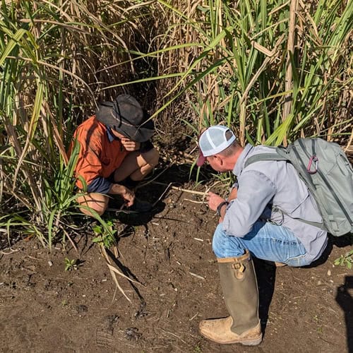 Fire Ant investigation