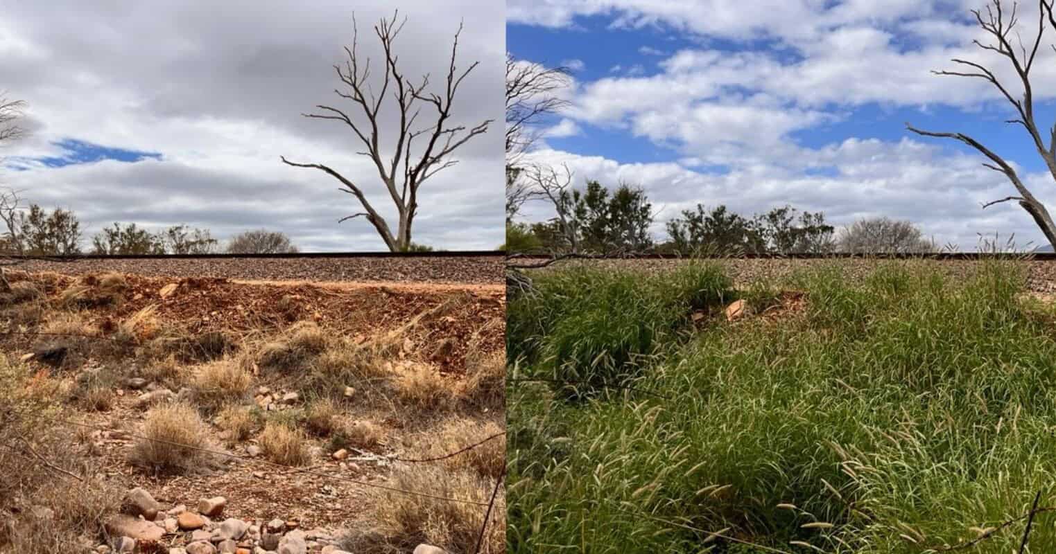 Recent rains fuel invasive buffel grass crisis across South Australia