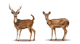 Chital (Axis axis)