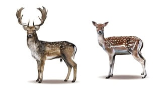 Fallow (Dama dama)