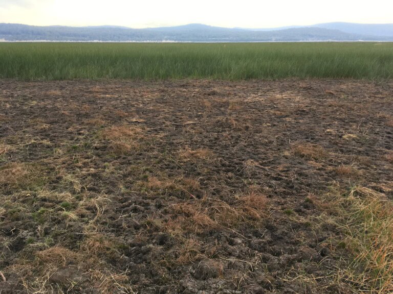 Fallow deer damage near Miena - Nicole Anderson