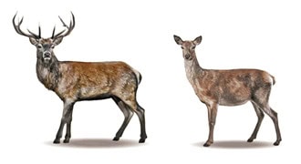 Red (Cervus elaphus)
