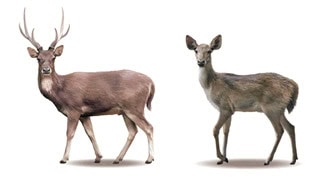 Rusa (Cervus timorensis)