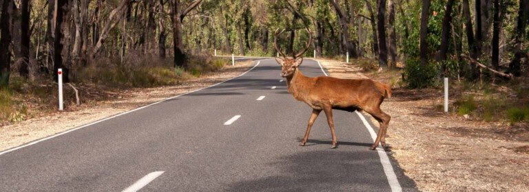 Lone deer crossing the road in Grampians National Park