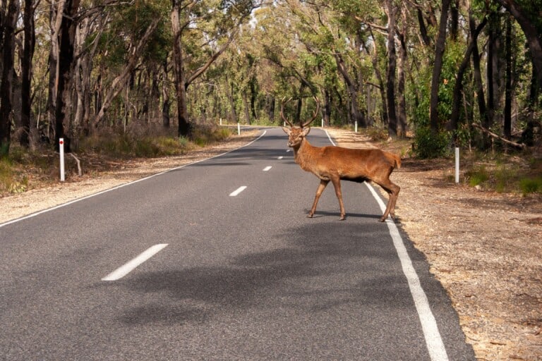 Lone deer crossing the road in Grampians national park in Victoria in Australia