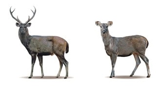 Sambar (Cervus unicolor)