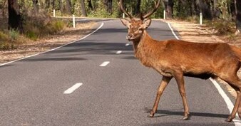Lone deer crossing the road in Grampians National Park