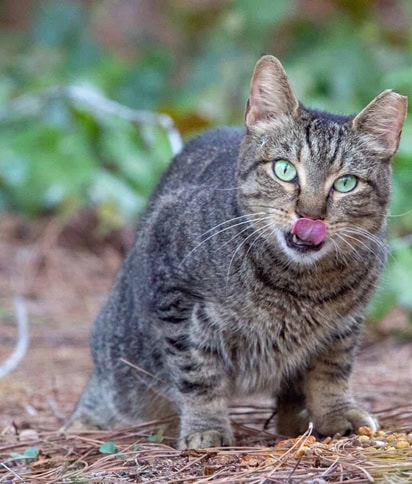 Feral Cat Australia